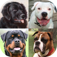 Собаки – фото-тест про популярные породы собак 3.4.0